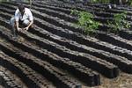Analysis: Honduras coffee boom feels growing pains