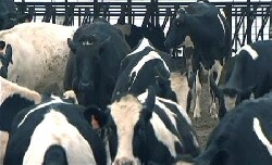 UE: vers un retour des quotas laitiers?